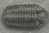 Phacopid (Adrisiops) Trilobite - Jbel Oudriss, Morocco #222396-2